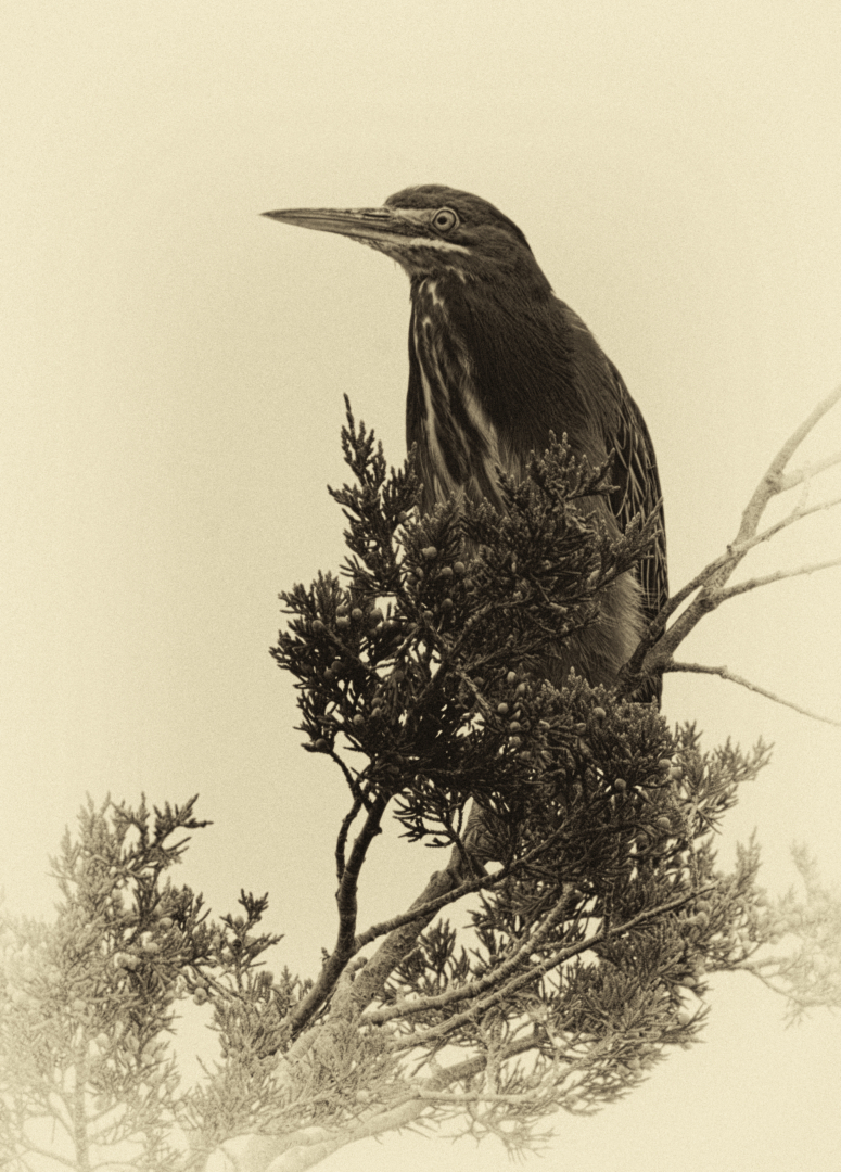 Open Mono Level 2 2nd Place Green Heron on a Cloudy Daty.jpg